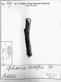 Ditopella ditopa image